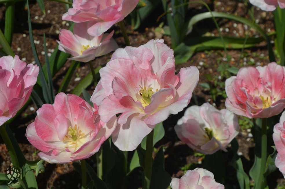 brooklyn BOTANIC garden flores