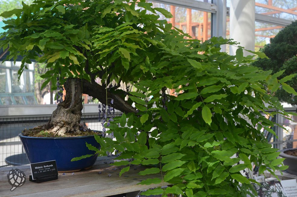brooklyn botanic garden bonsai
