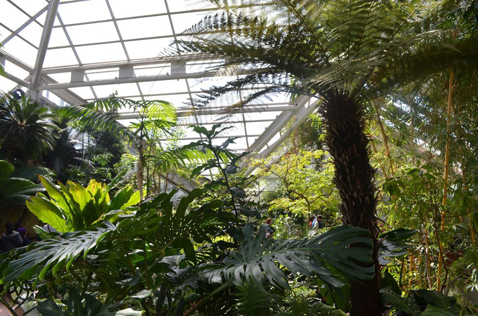 brooklyn botanic garden plantas
