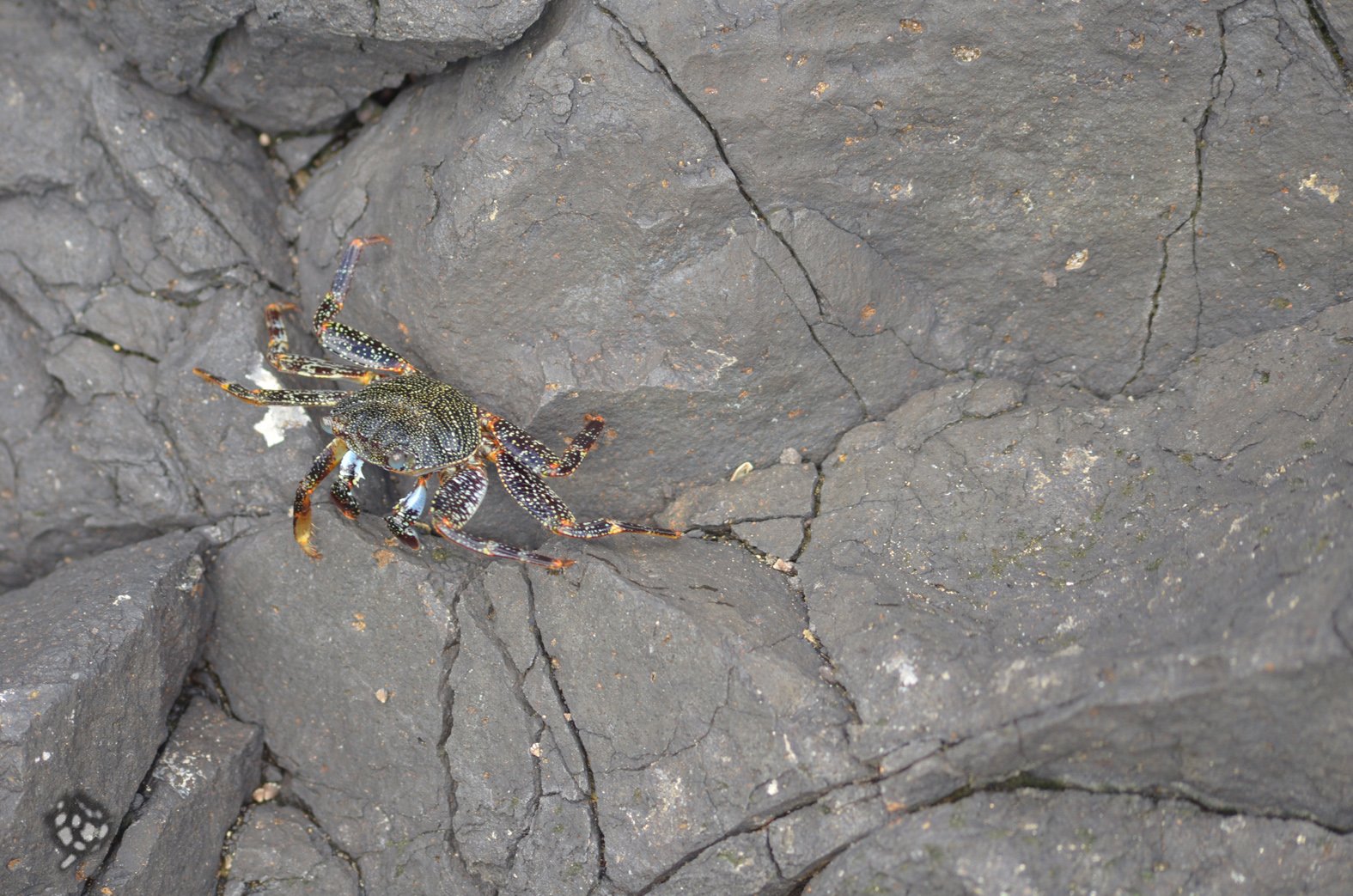 caranguejo Baía dos Porcos