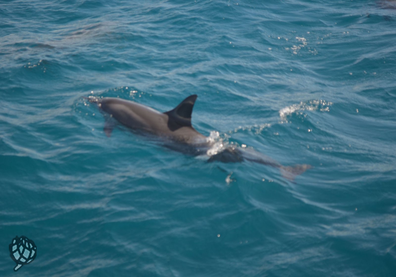 golfinhos em Fernando de Noronha com crianças