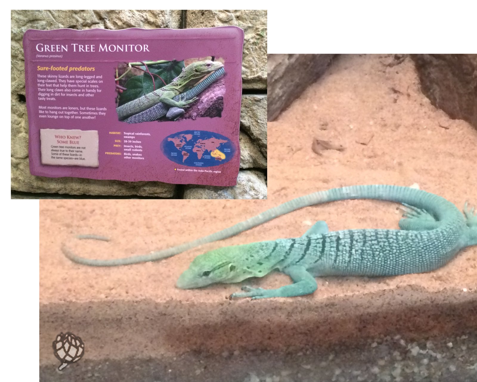 Aquario LV placa lagarto