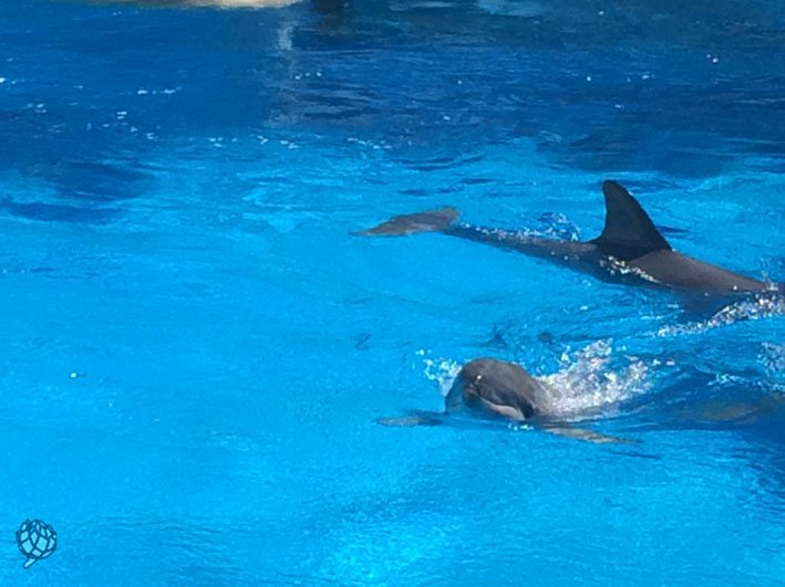 Secret Garden golfinho2