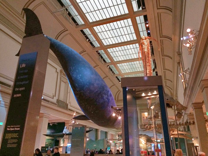 Museu-de-Historia-Natural-de-Washington-2