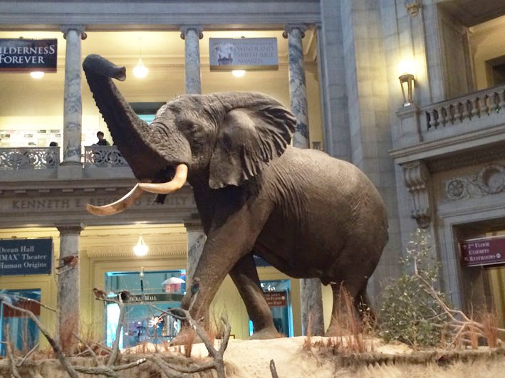 Museu-de-Historia-Natural-de-Washington-3