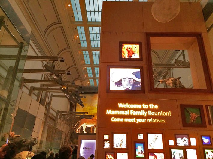 Museu-de-Historia-Natural-de-Washington-4