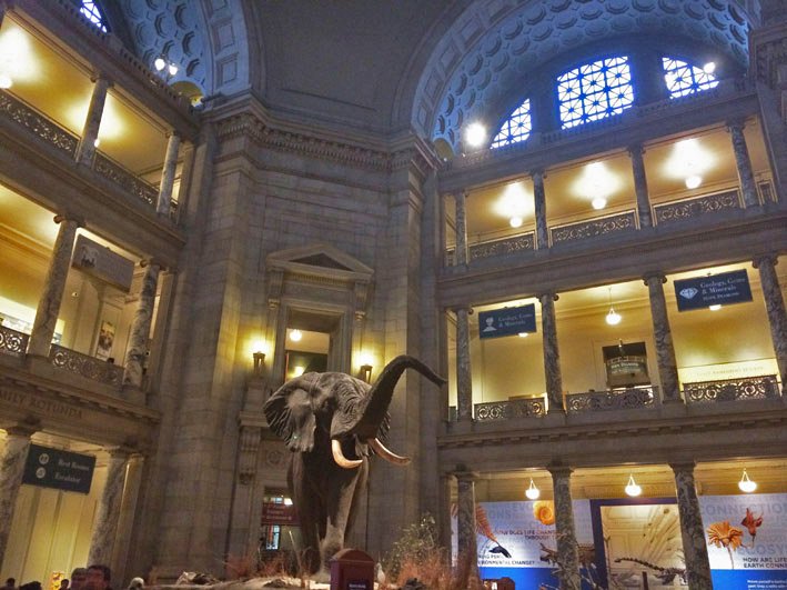 Museu-de-Historia-Natural-de-Washington-8
