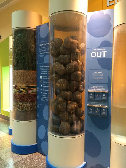 Zoo-de-Washington-coco-elefantes