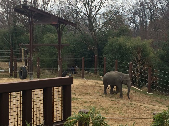 Zoo-de-Washington-elefantes1