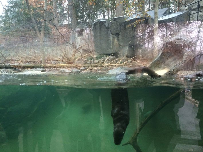Zoo-de-Washington-focas1