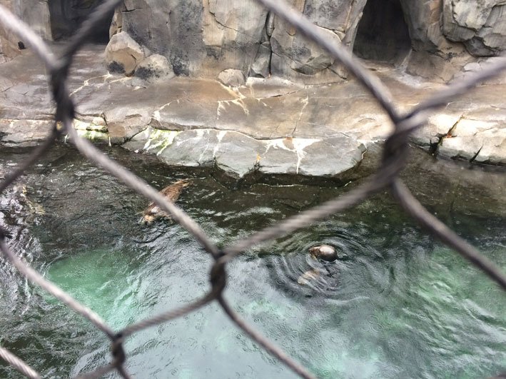 Zoo-de-Washington-focas2