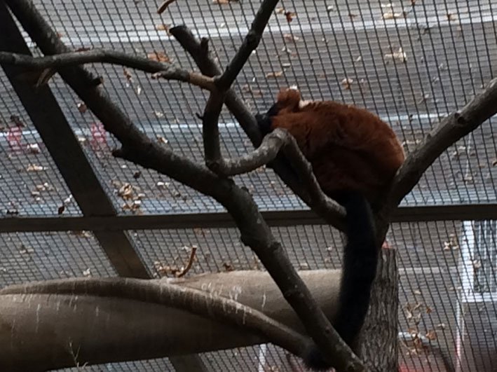 Zoo-de-Washington-macaco1