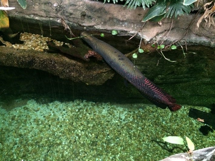 Zoo-de-Washington-peixe