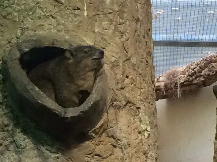 Zoo-de-Washington-roedores
