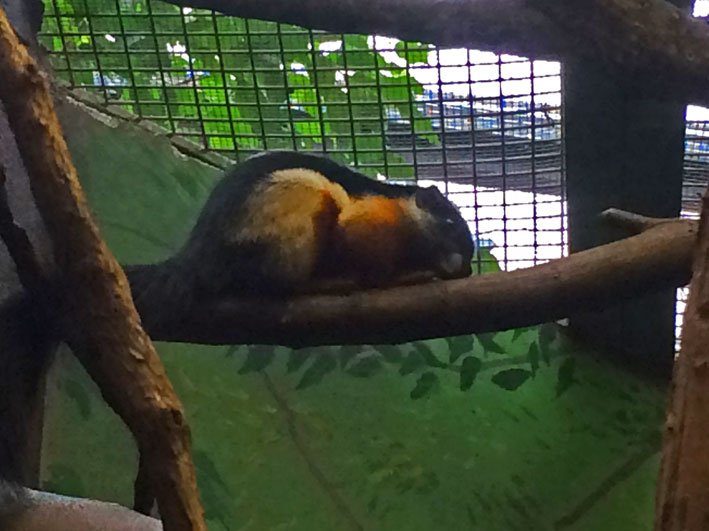 Zoo-de-Washington-roedores2