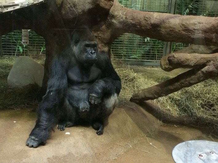 Zoo-de-Washongton-chimpanze