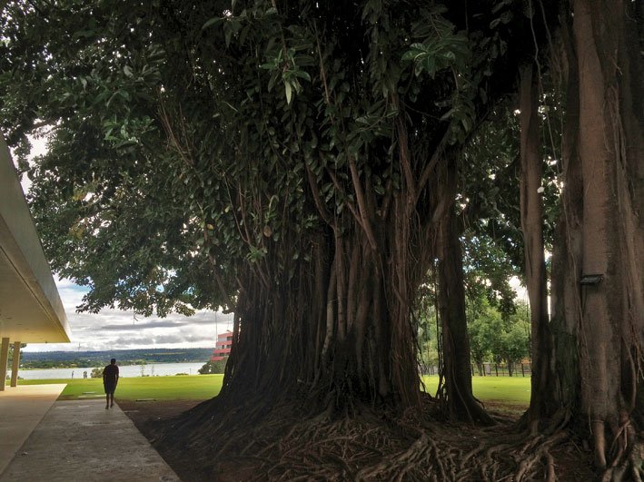 Brasilia-Palace-arvore
