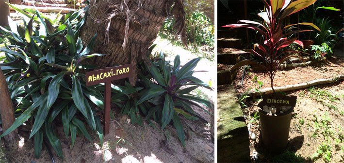 Pousada-Mirante-de-Pipa-plantas