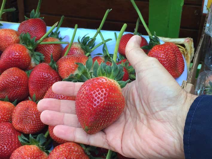 San-Francisco-fishermans-wharf-morango