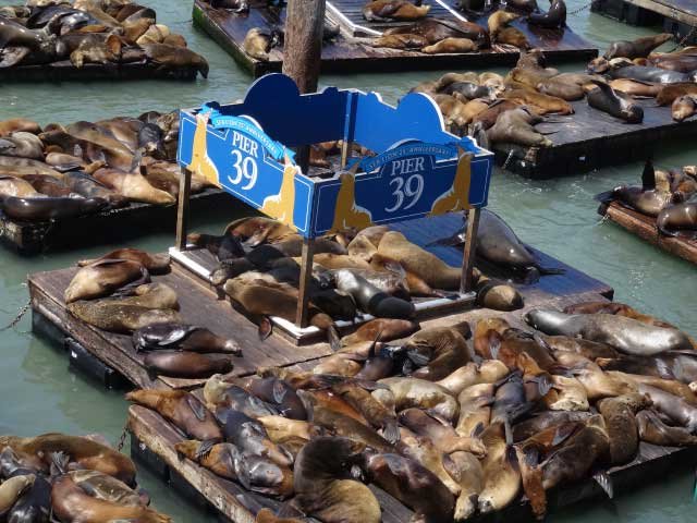 San-Francisco-fishermans-wharf-pier-39-leoes