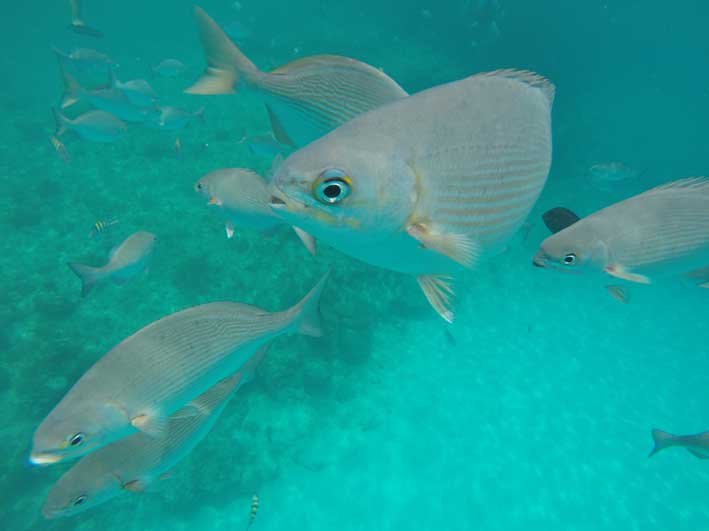 Mergulho de apneia em West View