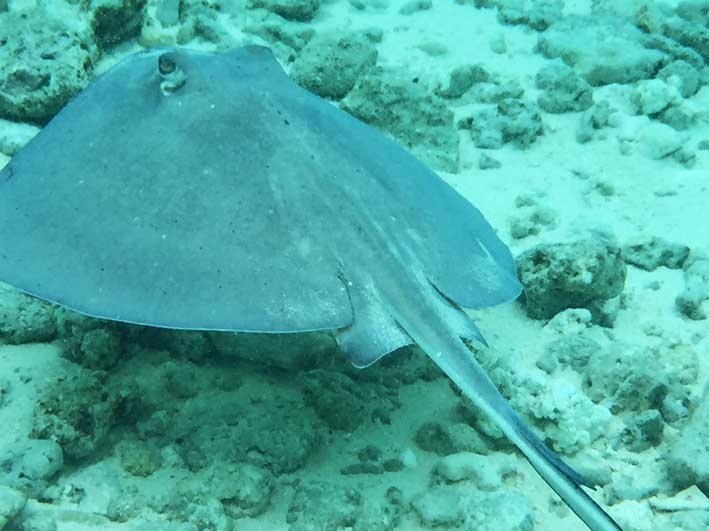 Como-e-o-passeio-a-Haines-Cay-e-Acuario-arraia