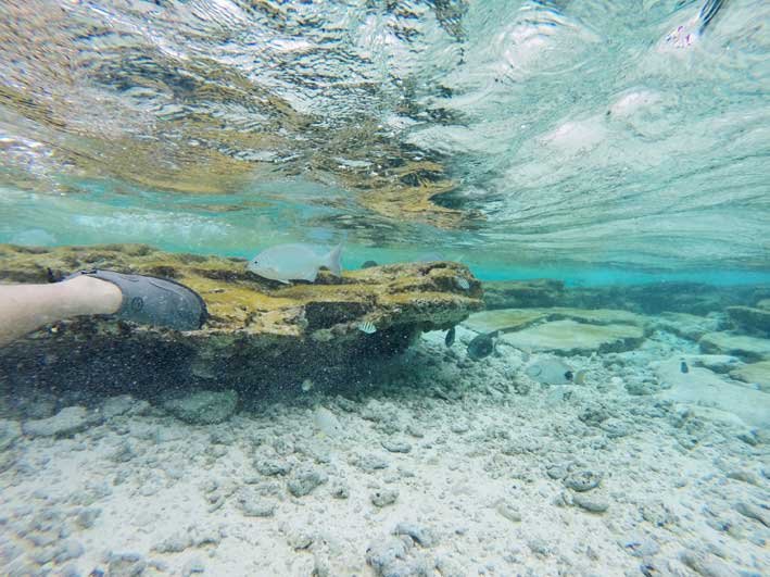 Como-e-o-passeio-a-Haines-Cay-e-Acuario-fundo2