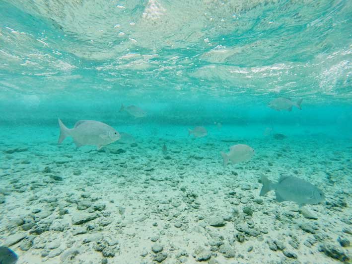 Como-e-o-passeio-a-Haines-Cay-e-Acuario-peixes