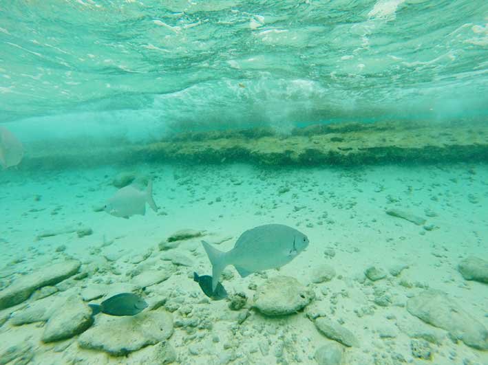 Como-e-o-passeio-a-Haines-Cay-e-Acuario-peixes2