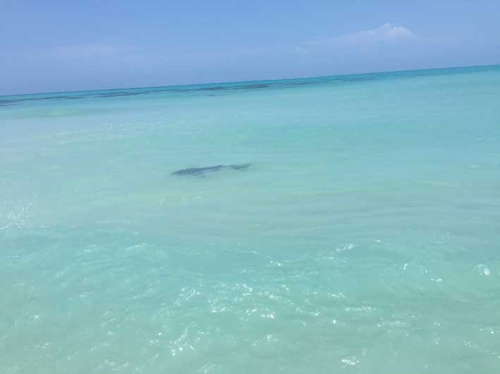 Como-e-o-passeio-a-Cayo-Bolivar-tubarao