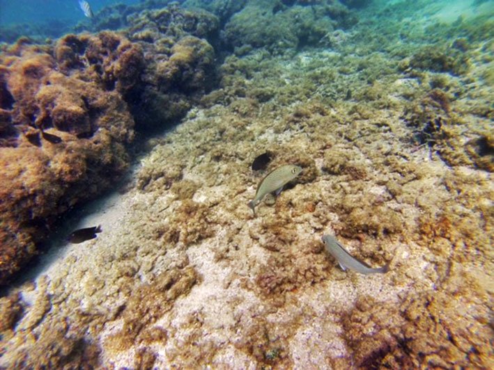Corais e peixes nas piscinas naturais de Maragogi Piscinas naturais