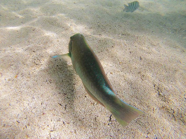 Peixe nas piscinas naturais de Maragogi Piscinas naturais