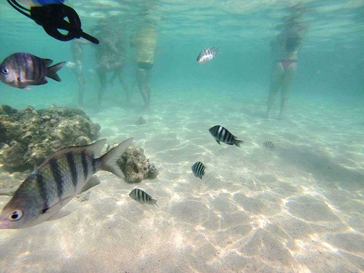 Águas transparentes das piscinas naturais de Maragogi Piscinas naturais