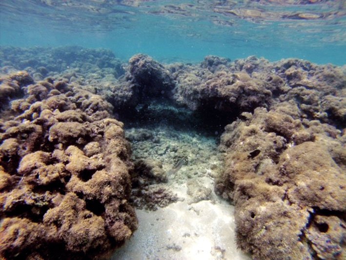 mergulho nas piscinas naturais de Maragogi Piscinas naturais