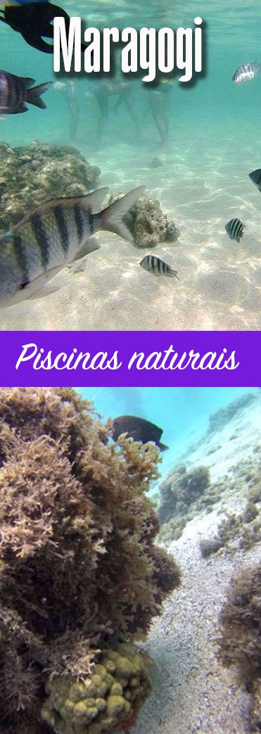 Passeio às piscinas naturais de Maragogi