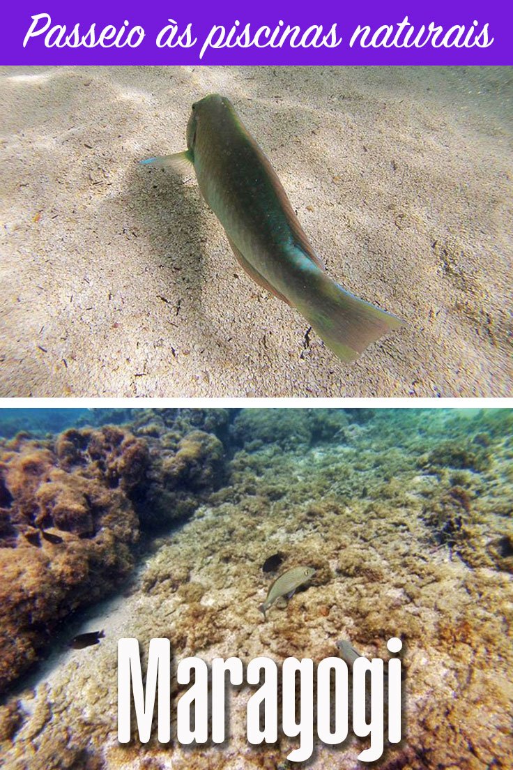 Passeio às piscinas naturais de Maragogi