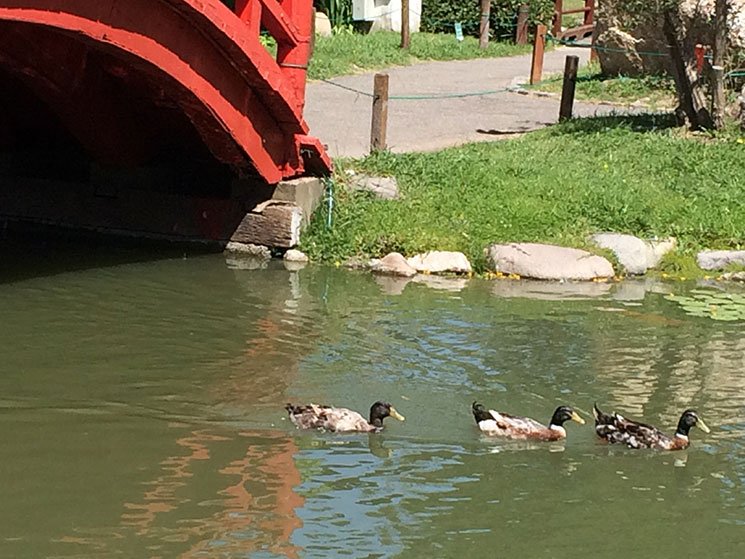 Jardim-Japonês-de-Buenos-Aires-4
