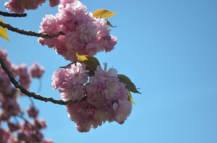 como e new york na primavera 3