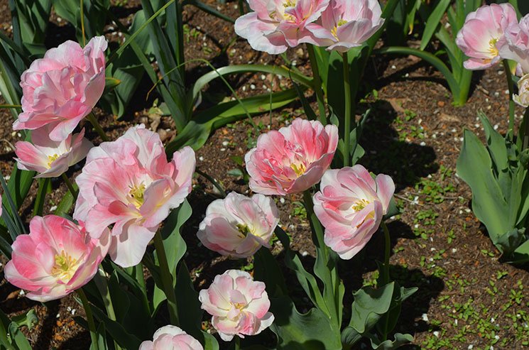 como e new york na primavera 6