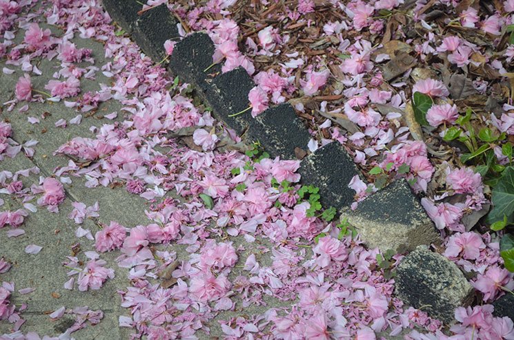 como e new york na primavera 9