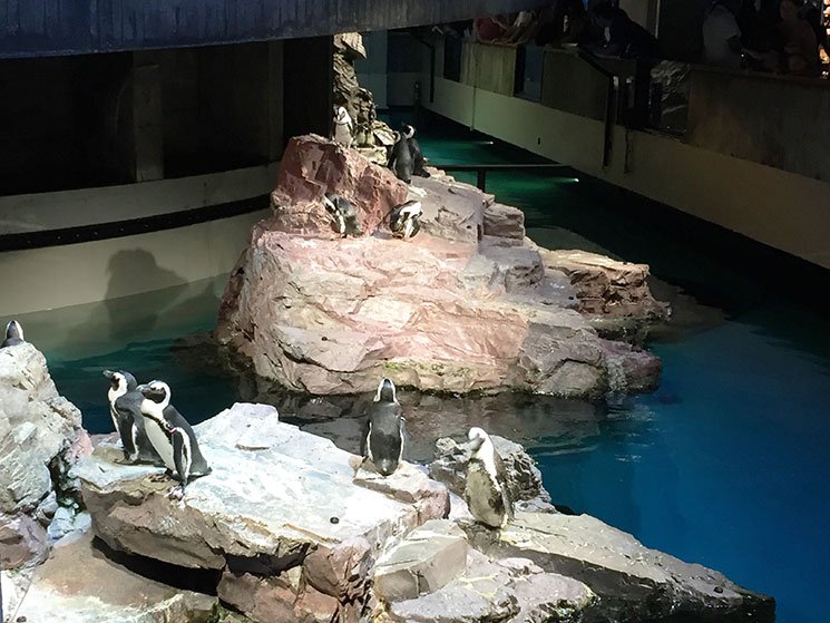 aquario-em-boston-4