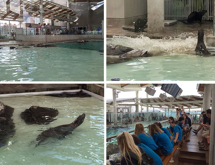 aquario-em-boston-6