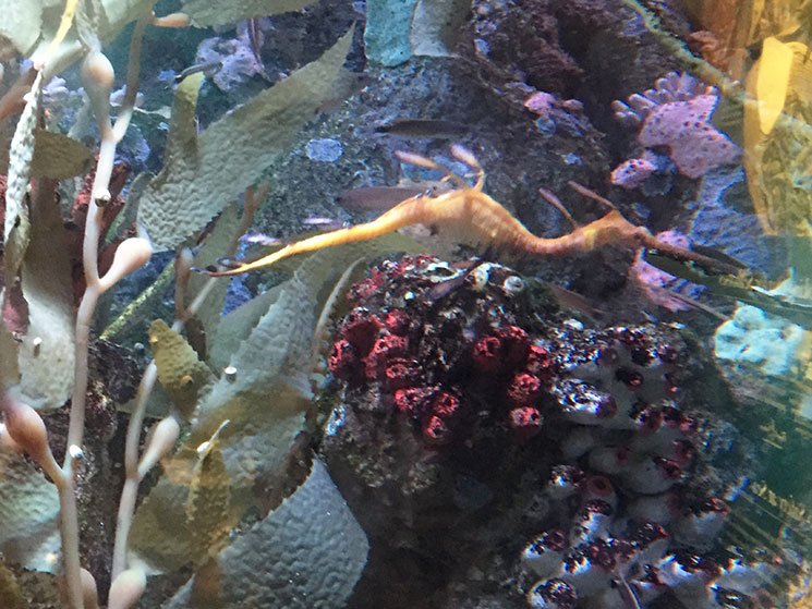 aquario-em-boston-7