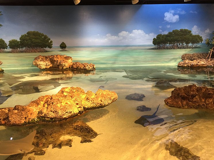 aquario-em-boston-arraias2