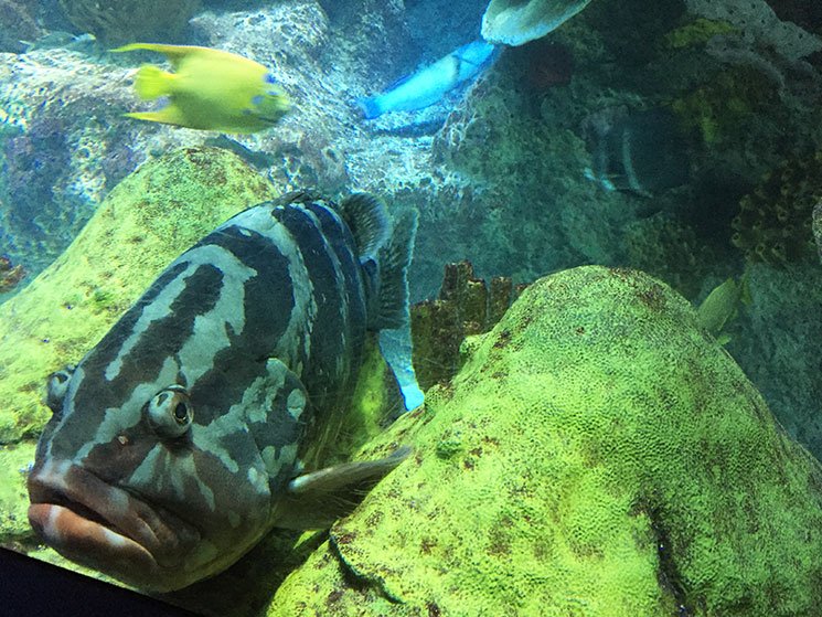 aquario-em-boston-peixe