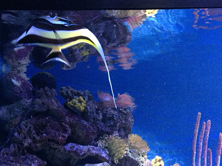 aquario-em-boston-peixes