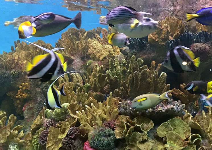 aquario-em-boston-peixes2