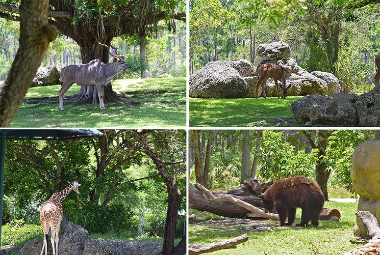 zoo-de-miami-2