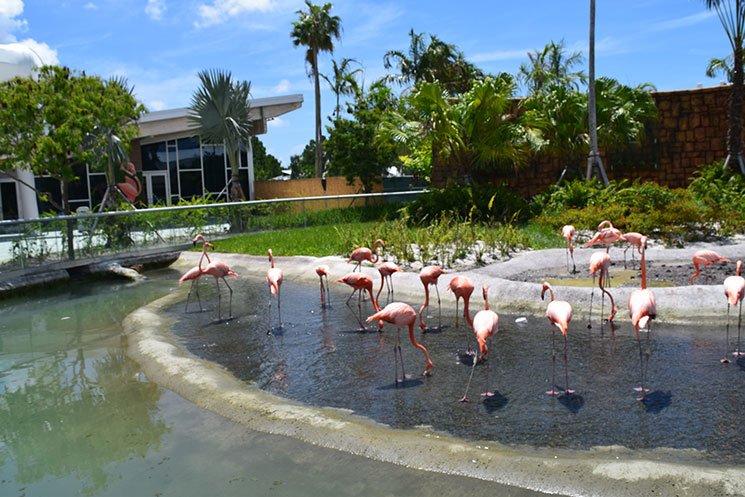 zoo-de-miami-26