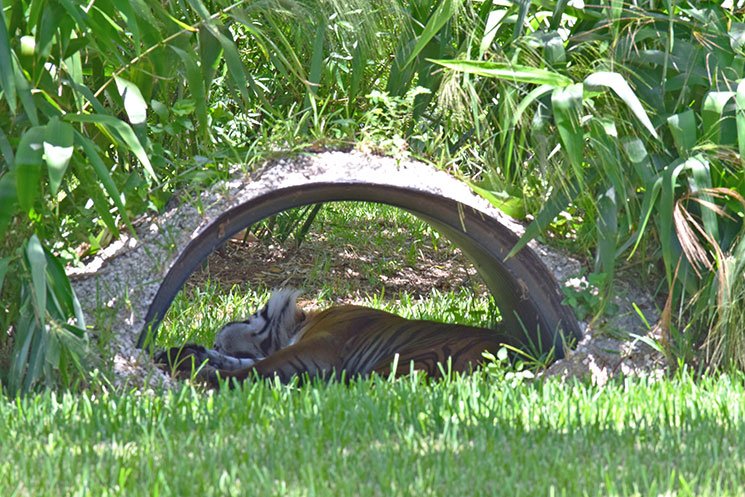 zoo-de-miami-30